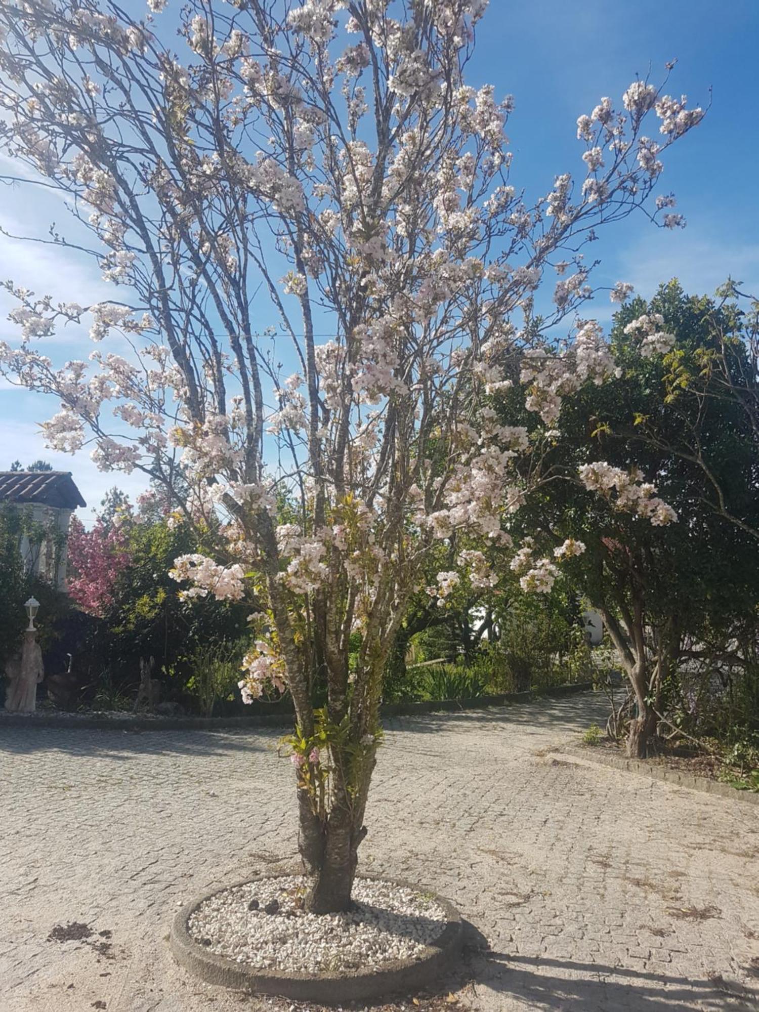 Cantinho Das Barrocas Penalva do Castelo Buitenkant foto